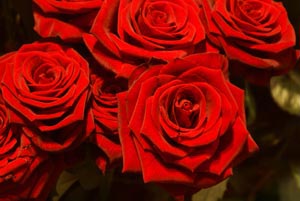 rote Rosen rote Rosen